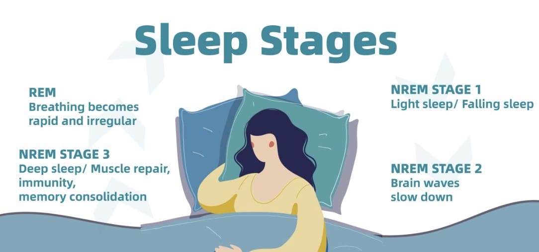 The 4 Stages of Sleep Snore No More Hub